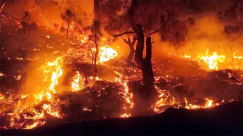 जंगल की आग साजिश तो नहीं?